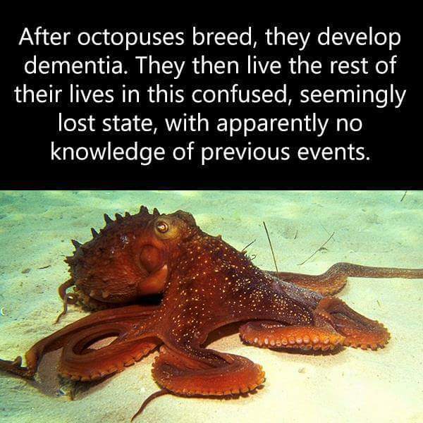 The best octopus memes ) Memedroid
