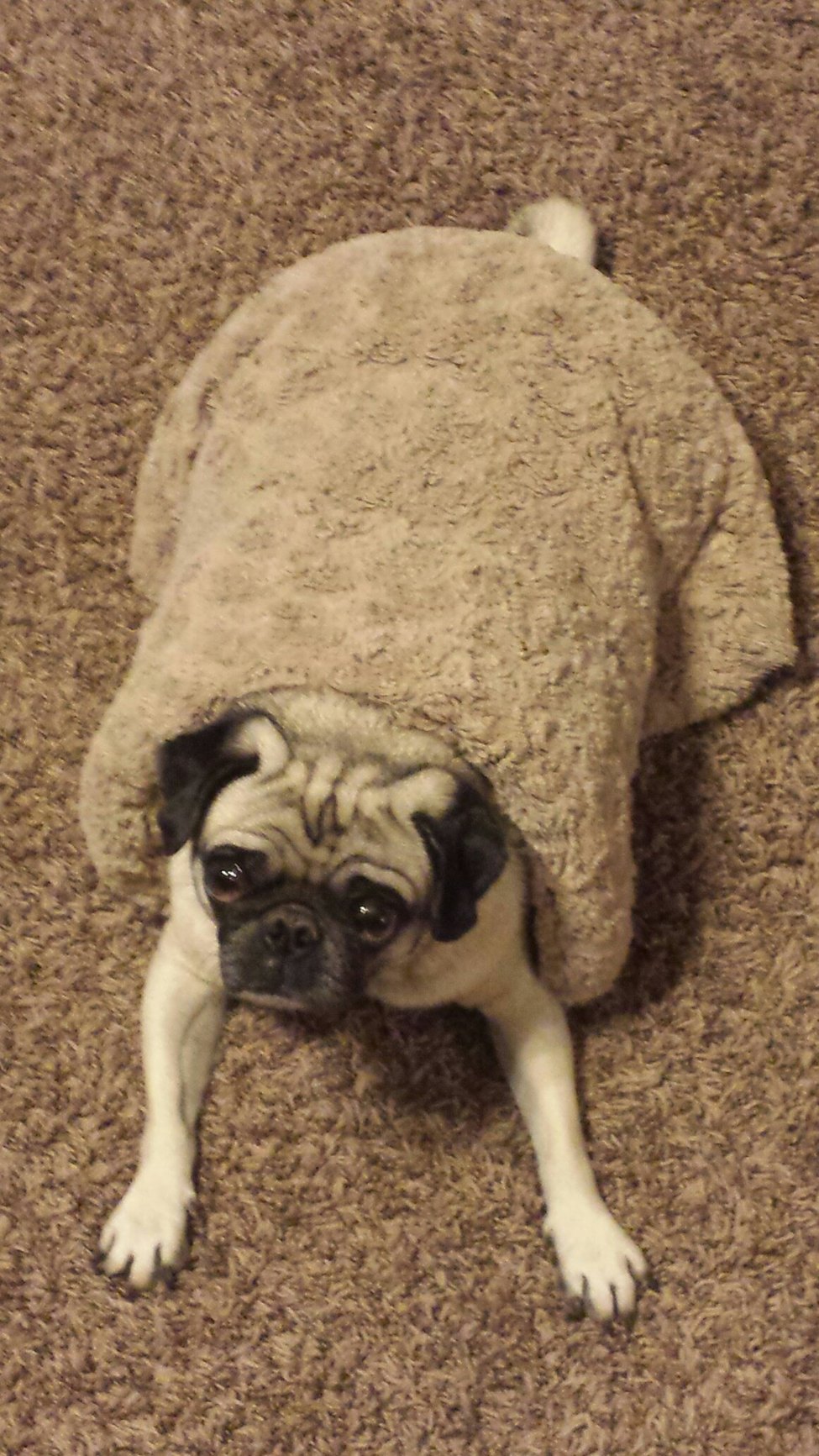 Pug in a blanket Meme by Thehuntre ) Memedroid