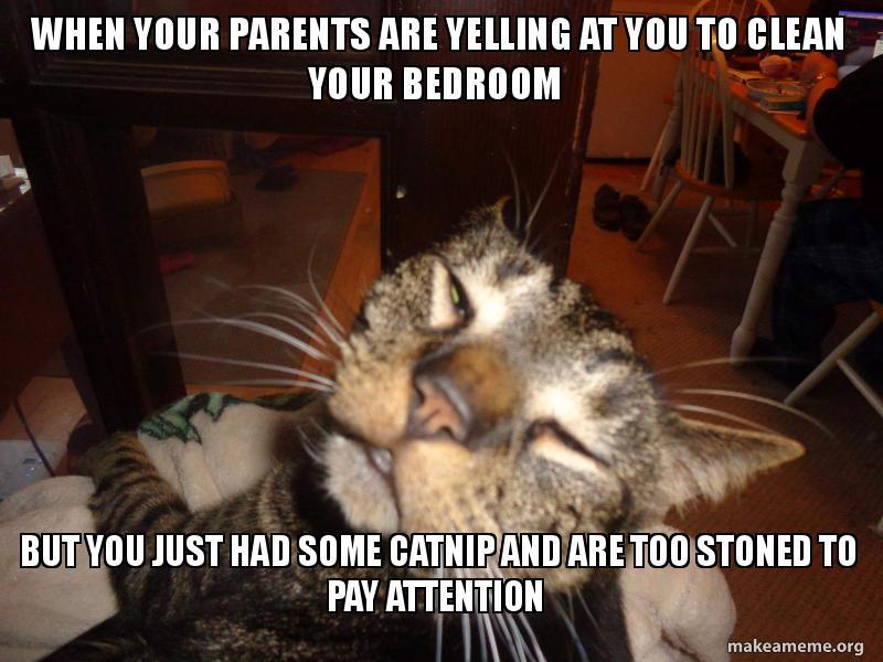 When your parents are yelling at you but you just had some catnip and