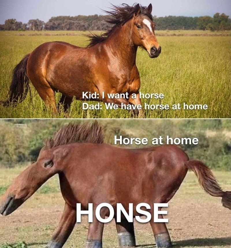 What do gay horses eat? Meme subido por Scoots291 ) Memedroid