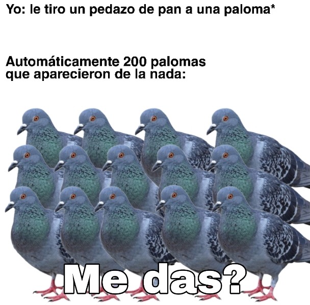 Top memes de palomas en español ) Memedroid