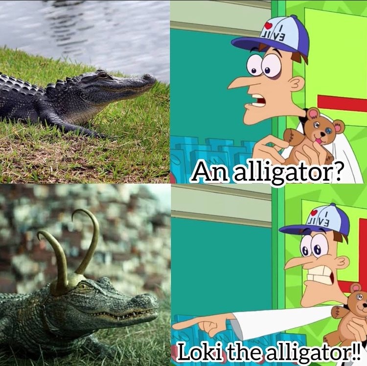 The best Alligator memes ) Memedroid