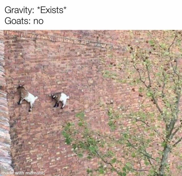 The best Goat memes ) Memedroid