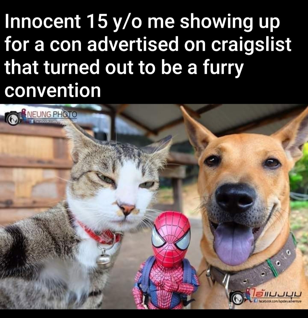 Cat photo shoot Meme by kittykattkatito ) Memedroid