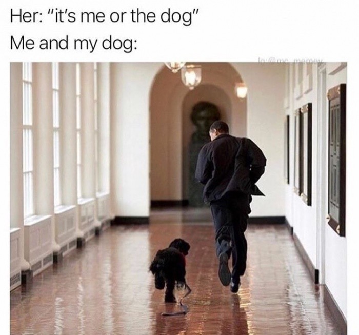 It's me or the dog Meme by schizoidman ) Memedroid(06)
