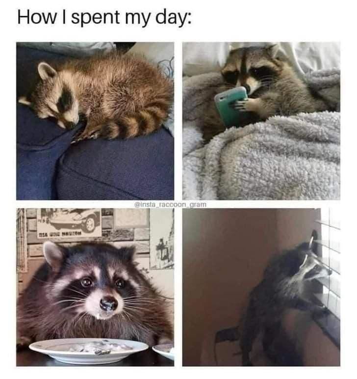 The best raccoon memes ) Memedroid