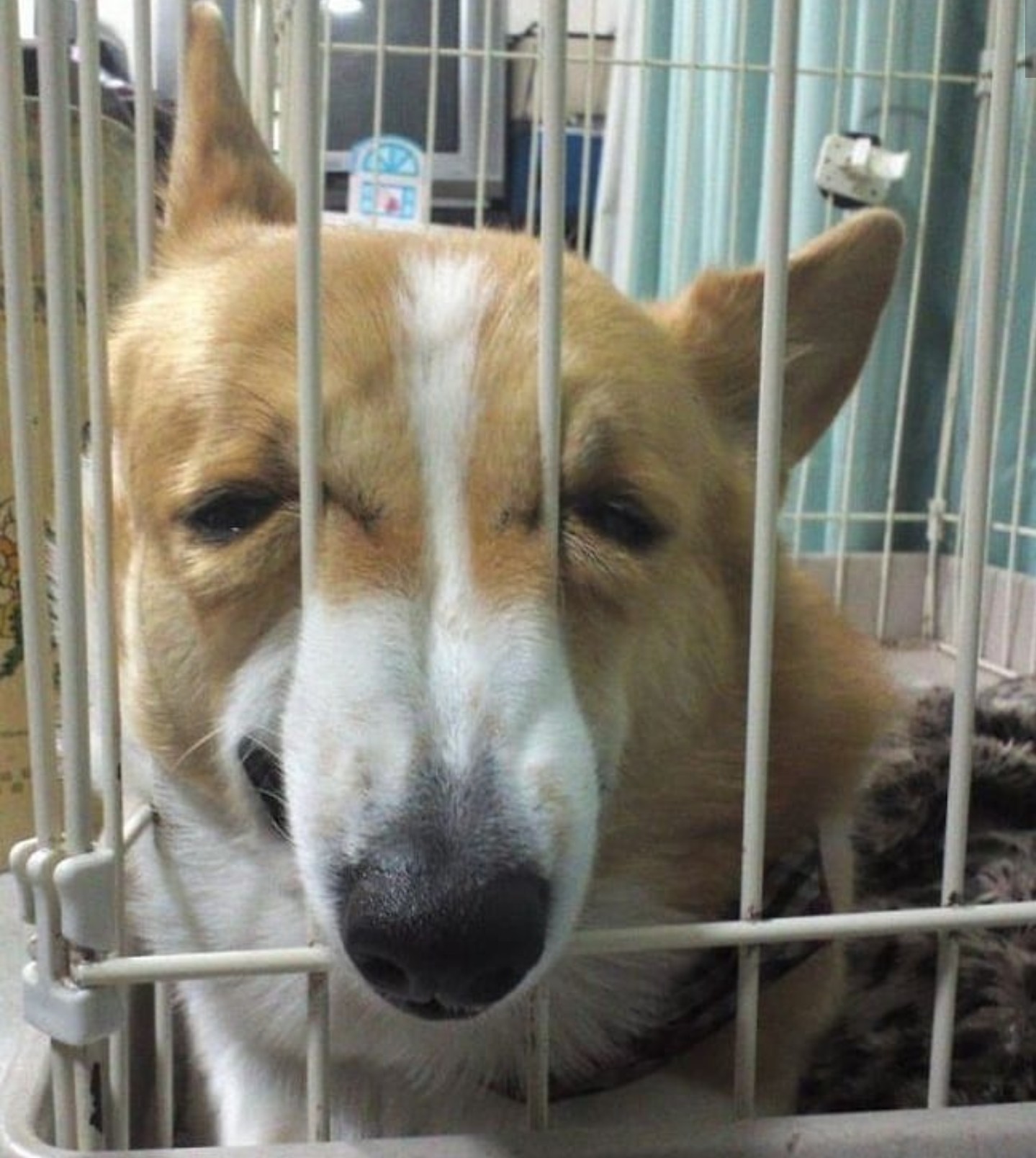 Doggo Meme by Underline646 ) Memedroid