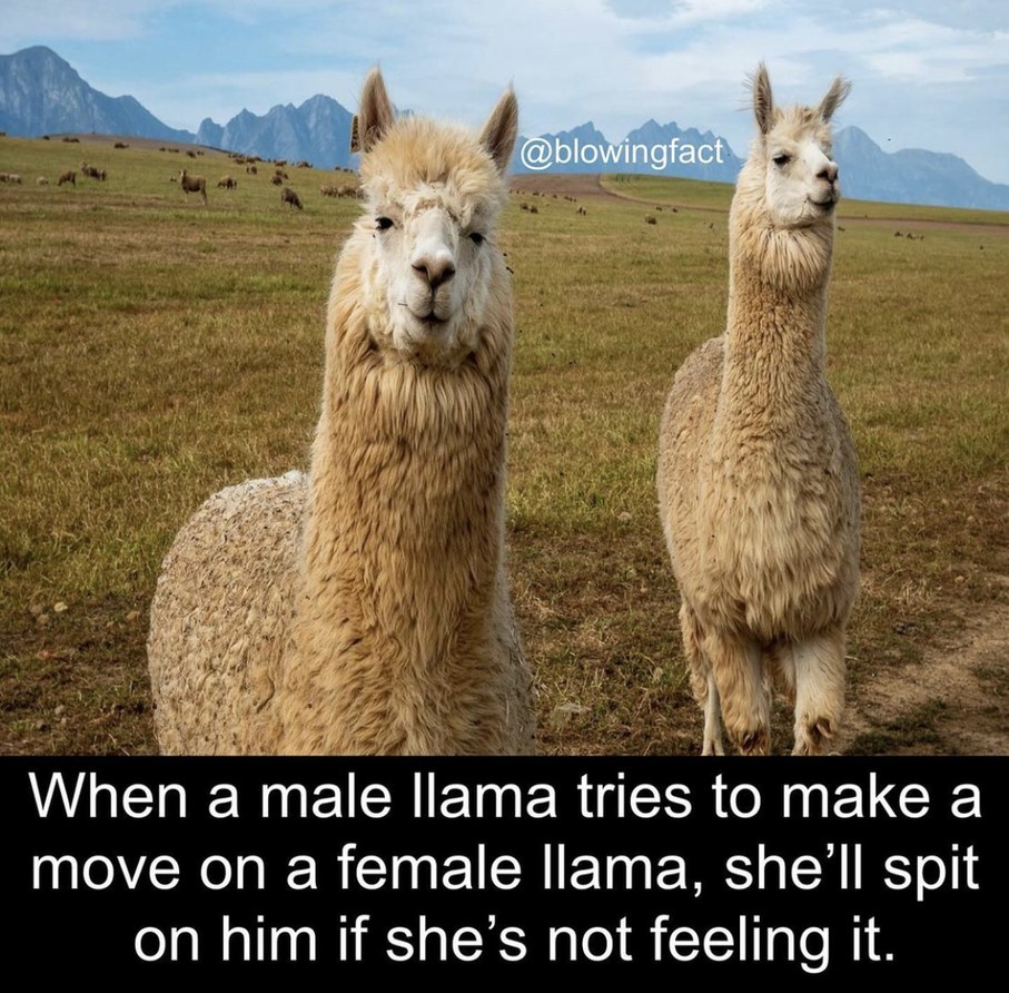 Llama Meme