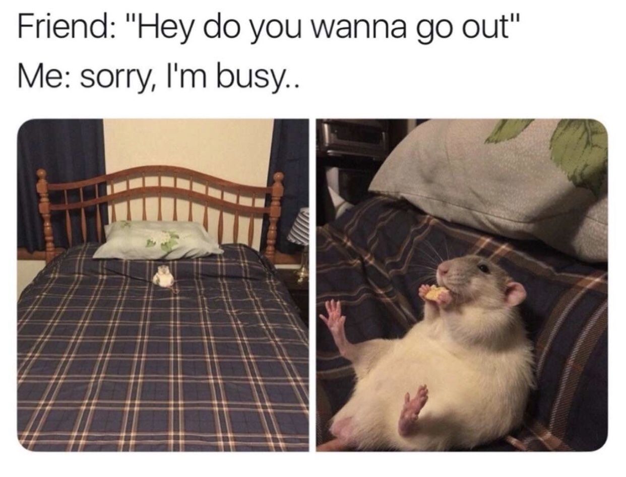 cheese be Gouda Meme subido por koochie_Crusader ) Memedroid