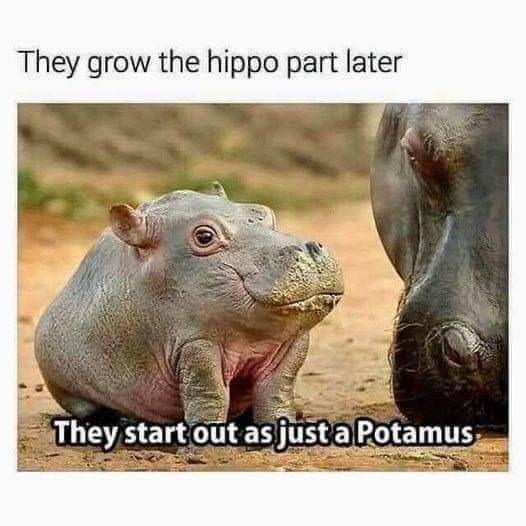 The best Hippo memes ) Memedroid