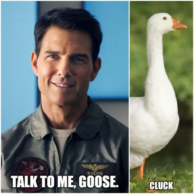 The Best TOP GUN MAVERICK Memes The Memedroid Blog