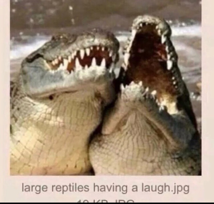 The best Alligator memes ) Memedroid