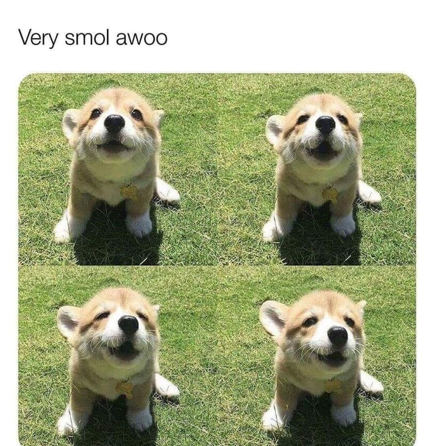 Cute doggo Meme by Robby112 ) Memedroid