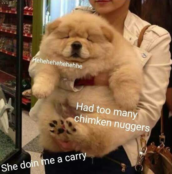 19++ Funny Memes About Fat Dogs Factory Memes