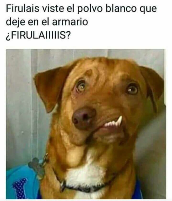 Top memes de firulais en español ) Memedroid