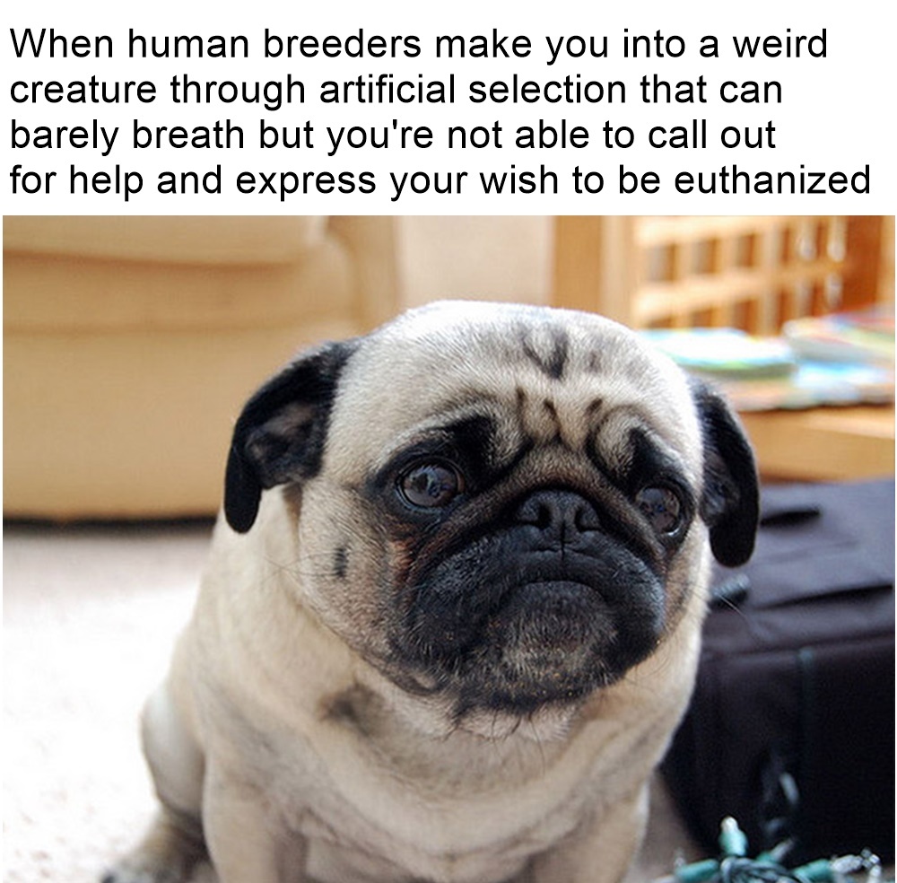 Suffocate doggo Meme subido por Kekistanball ) Memedroid