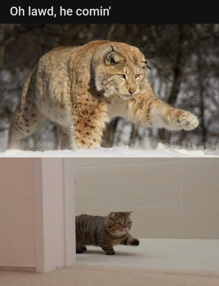 Big cat vs little cat r/MemeTemplatesOfficial