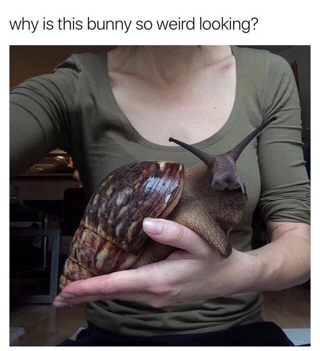 The best snail memes ) Memedroid