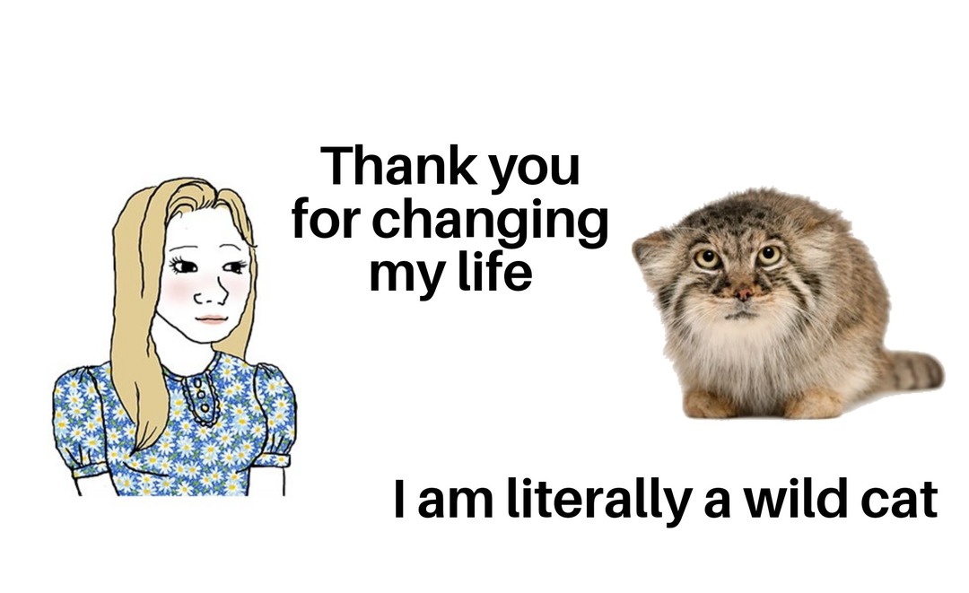 Wild cat meme Meme by fatigator ) Memedroid