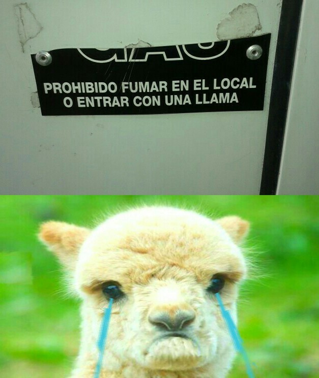 Top memes de llama en español ) Memedroid
