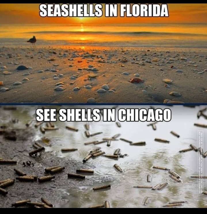 ﻿SEASHELS IN FLORIDA SEE SHELES [NCHICAGO
