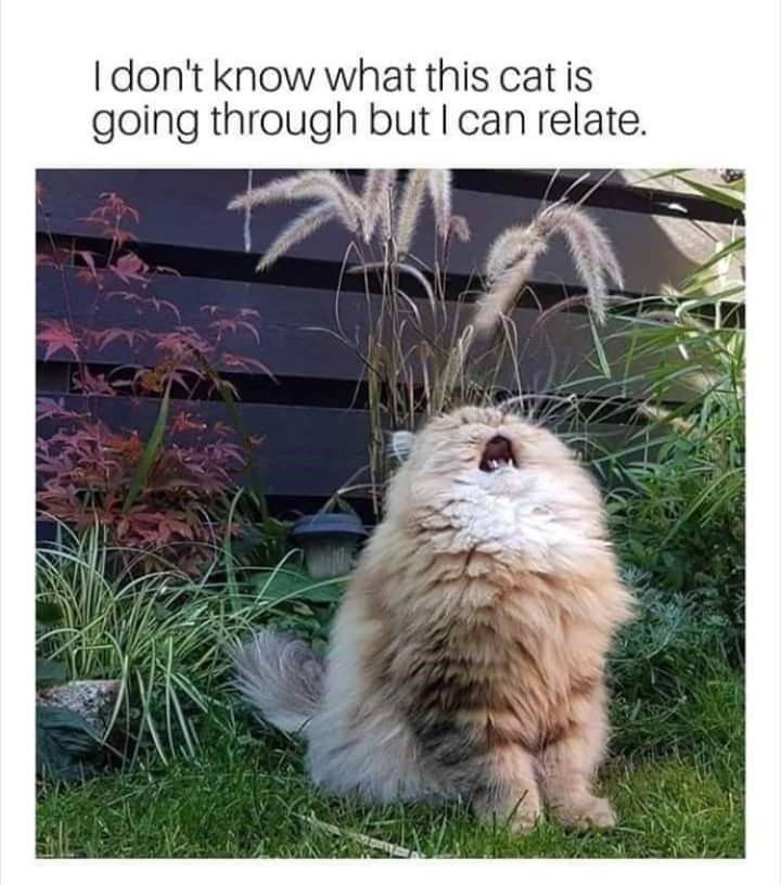 stress Meme by SpicyTunaRoll ) Memedroid