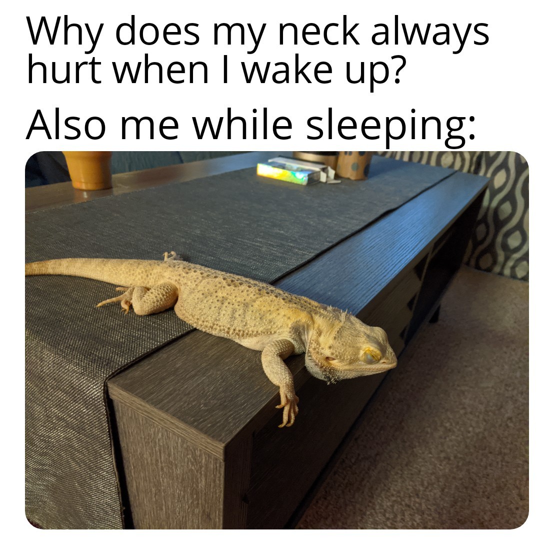 Bearded Dragon And Cat Meme