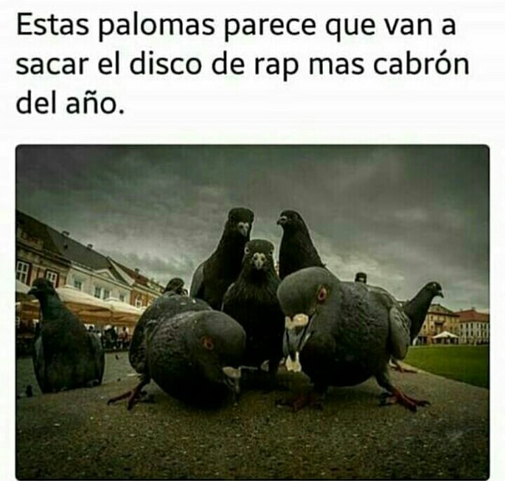 Palomas Meme subido por Rexar99 ) Memedroid