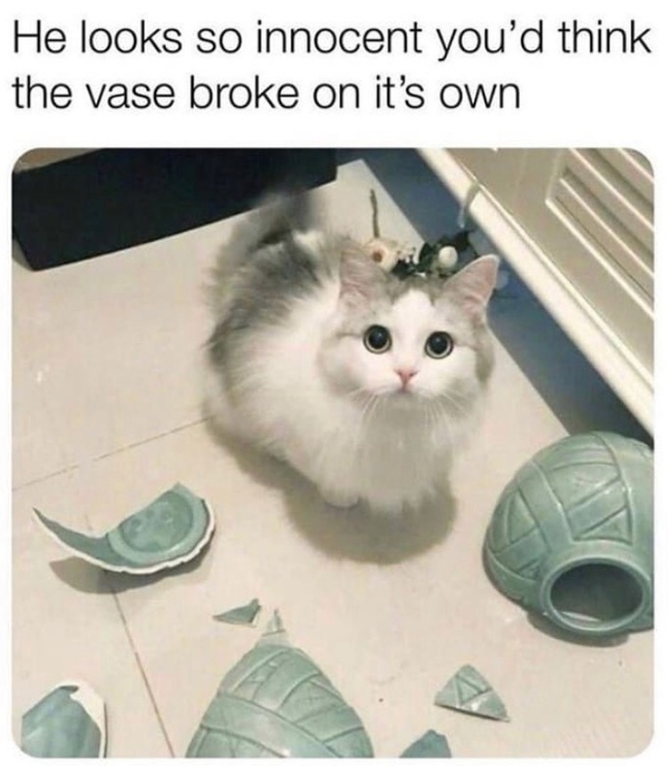 The best Vase memes ) Memedroid