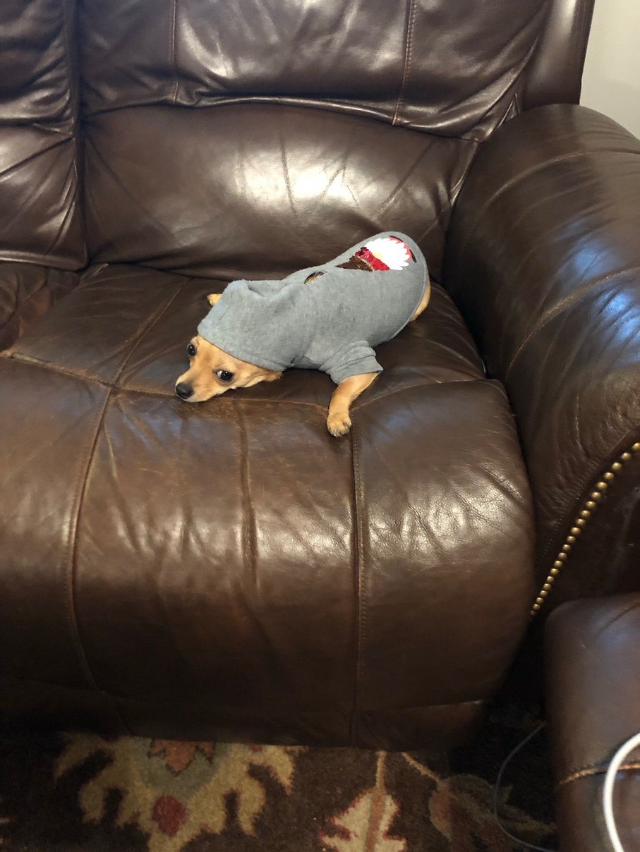 my dog in a hoodie Meme subido por MellCat ) Memedroid