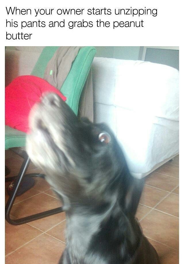 I wonder how often dogs bite owners doing this? Meme by Nacke