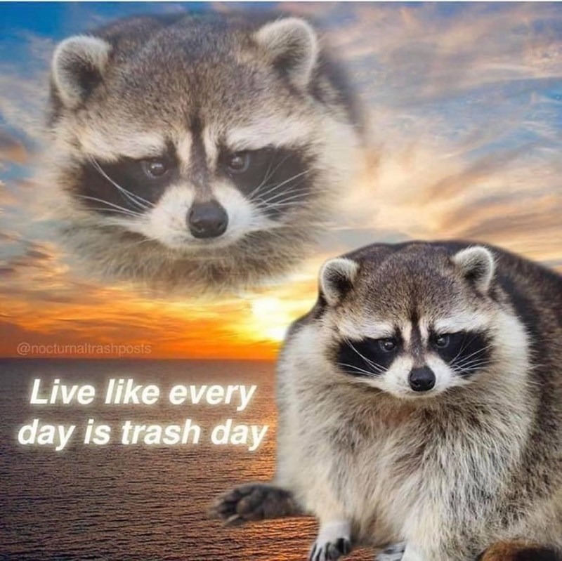 The best raccoon memes ) Memedroid