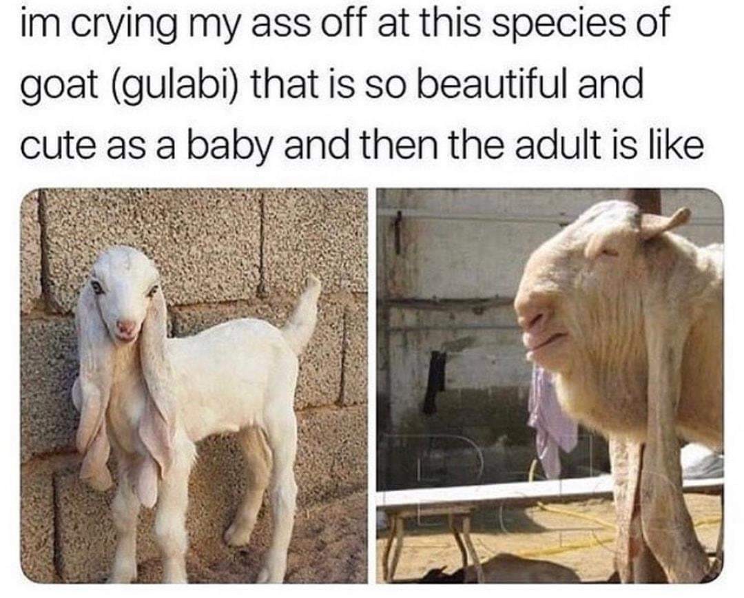Baby Goat Happy Birthday Goat Meme 10lilian