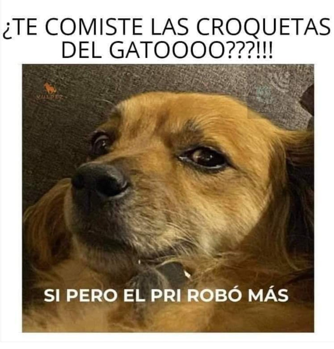 Perro come croquetas de gato Meme subido por wolschaldo ) Memedroid