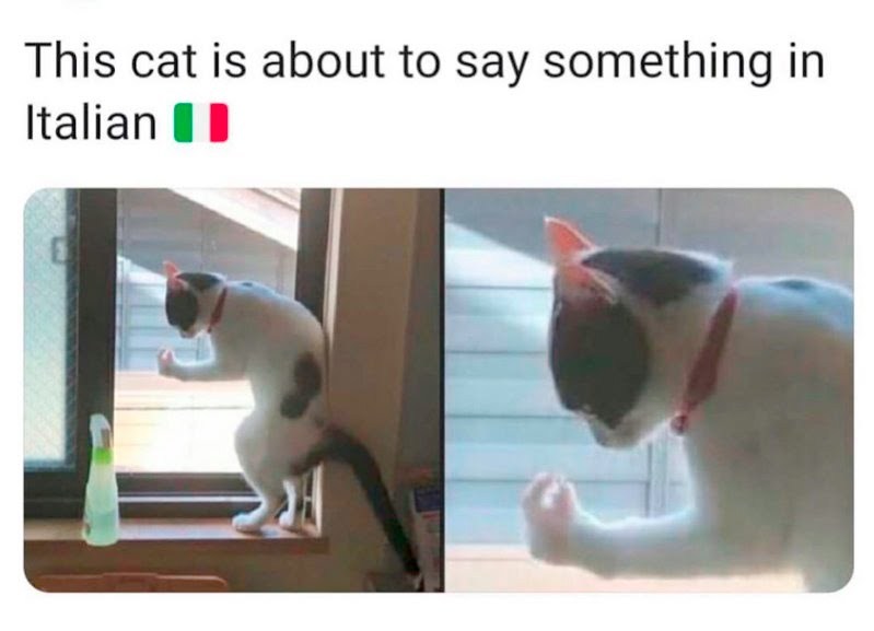 What's Meow in Italian? Meme by Inohe ) Memedroid