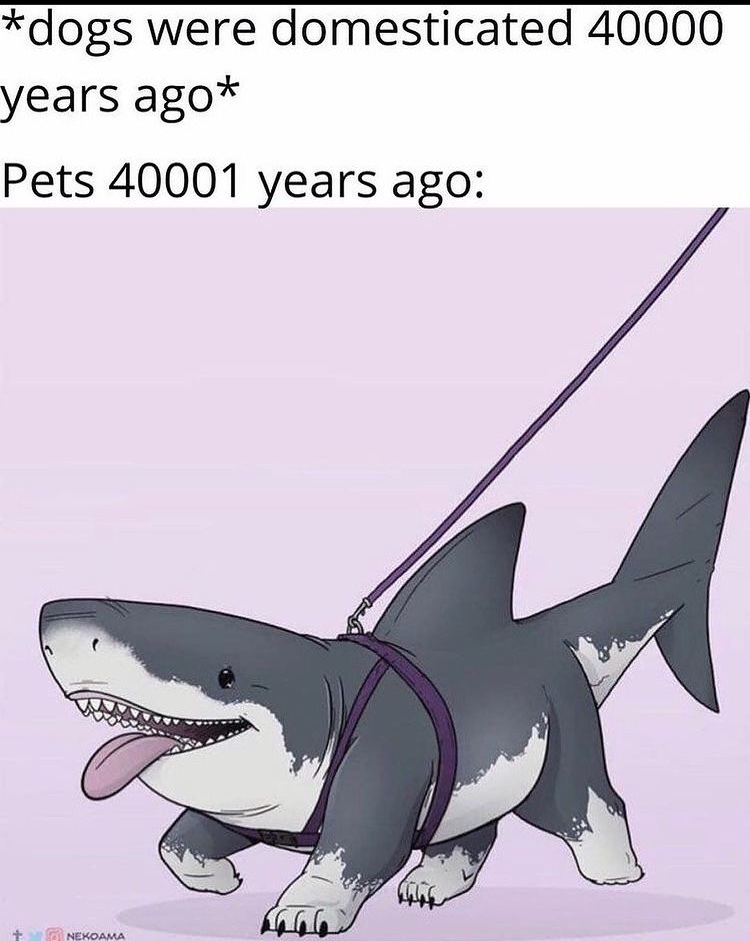 Has A Dog Ever Been Eaten By A Shark