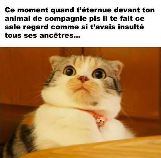 chat Meme by leolio2929 ) Memedroid