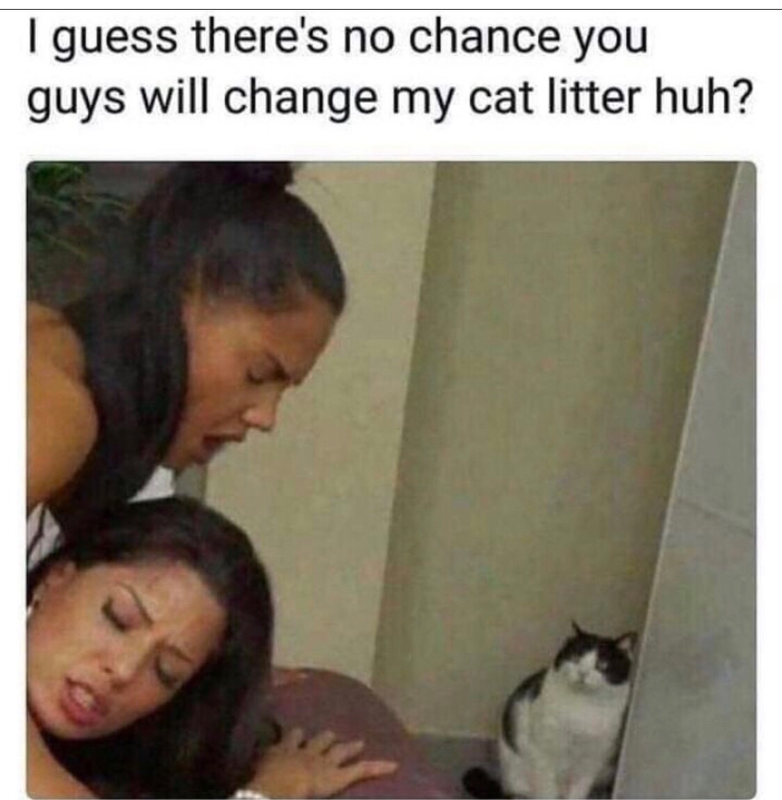 The best Litter memes ) Memedroid