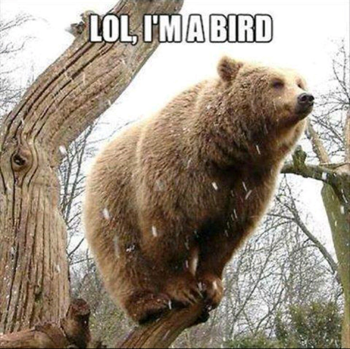 I how to bear Meme by shadow4ya ) Memedroid