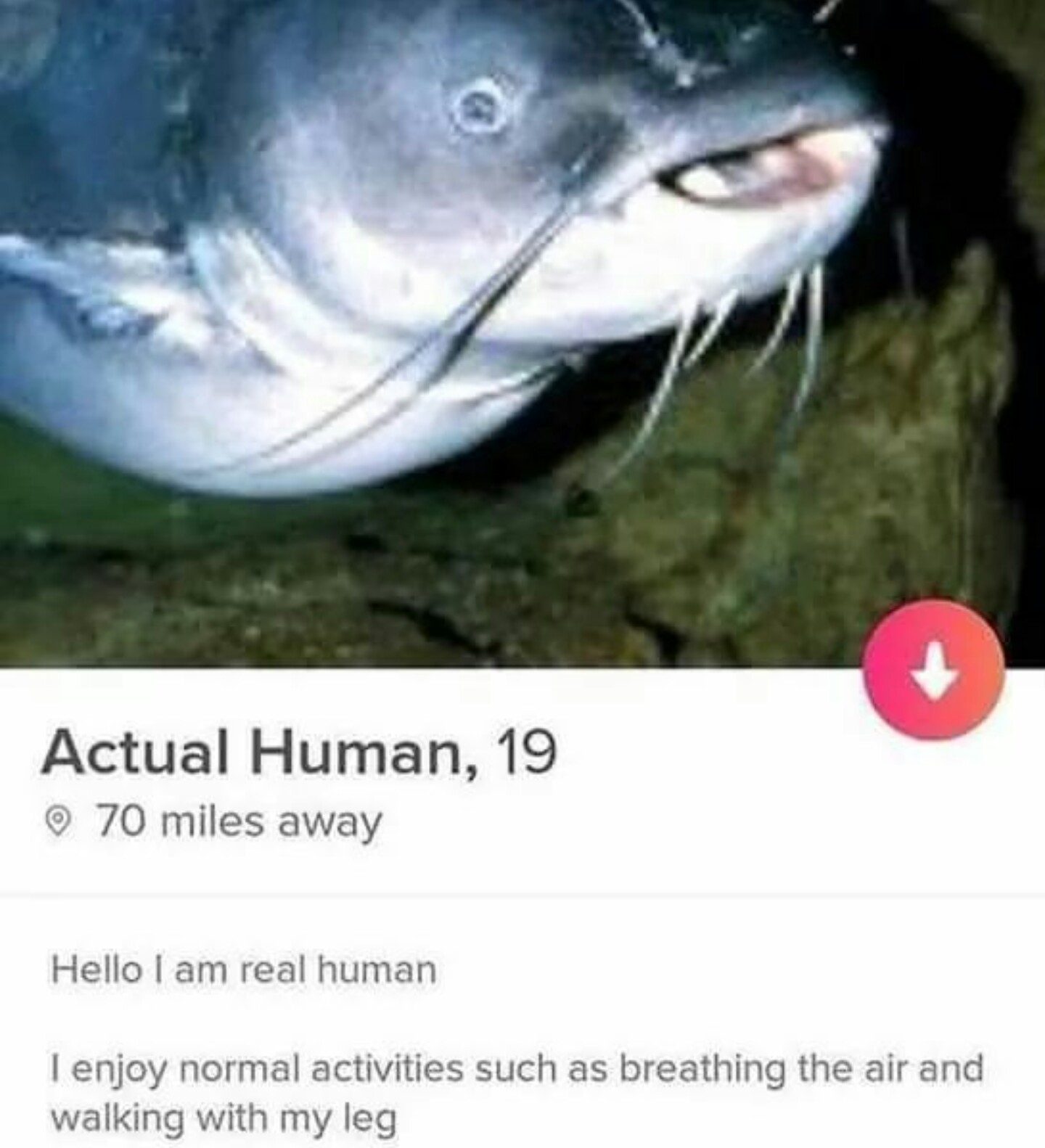 Not a catfish Meme by mtg0897 ) Memedroid