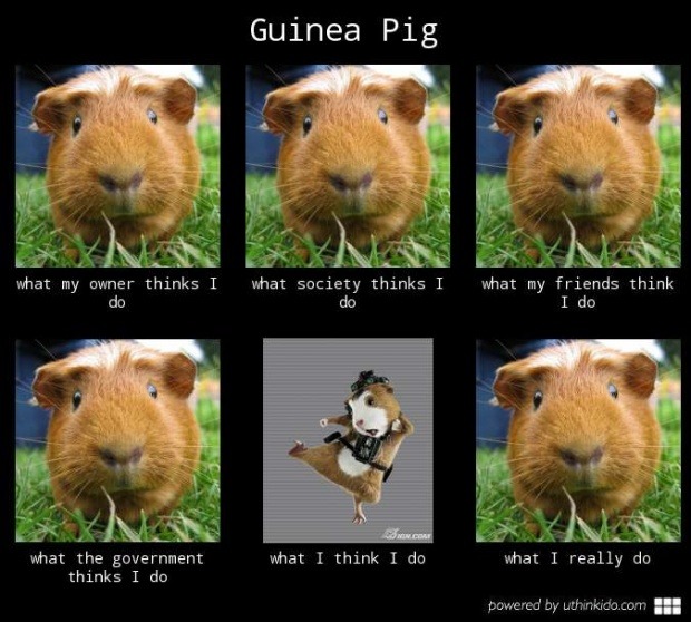 Guinea pig be like Meme by Melon_King ) Memedroid