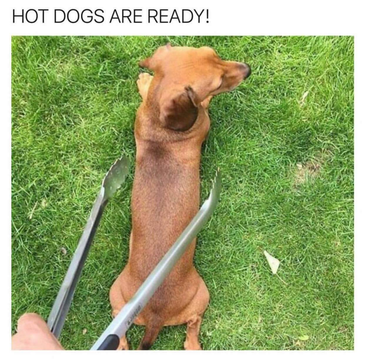 Hot Dog Meme