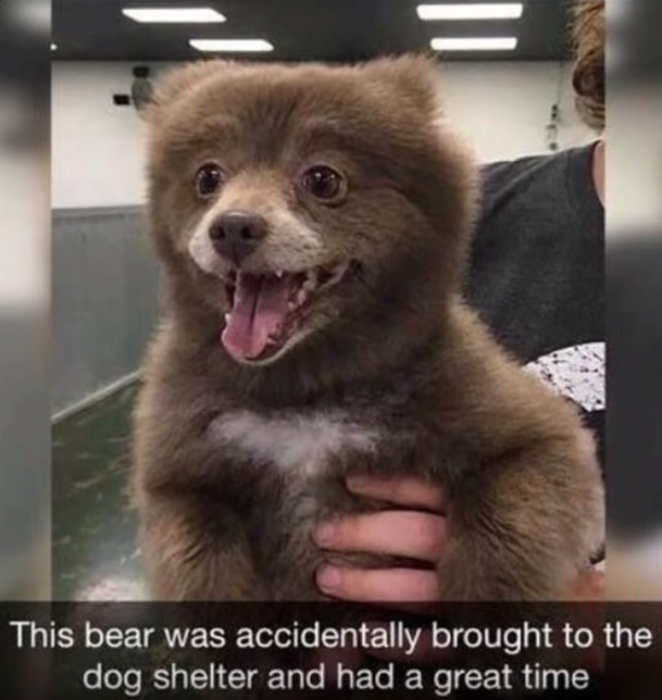 I want to snuggle it Meme by weirdal ) Memedroid