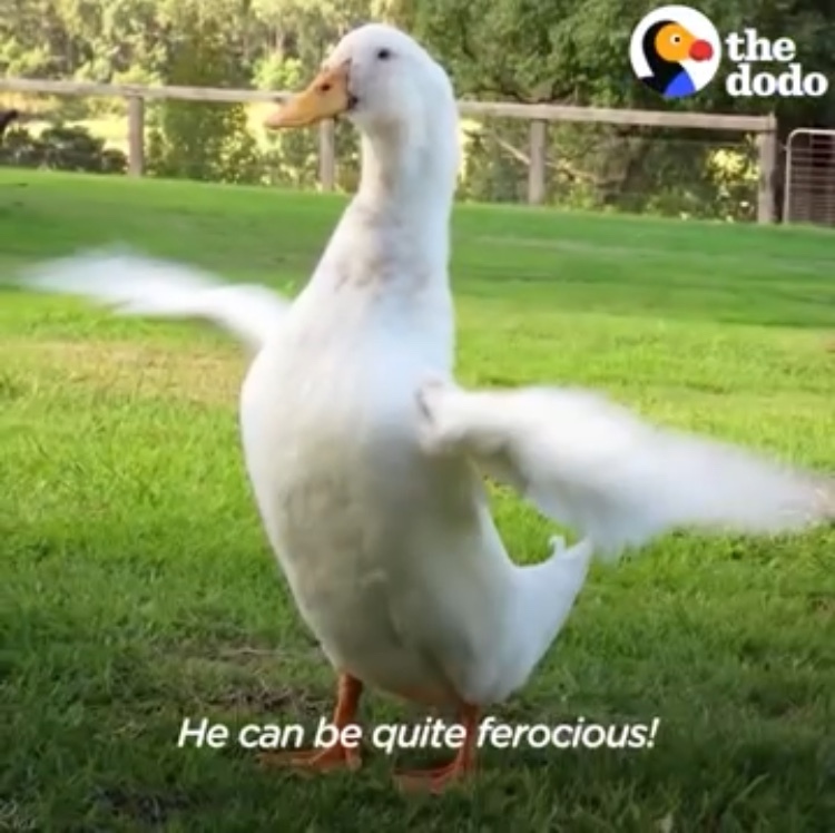 Best Duck Memes Funny Memes