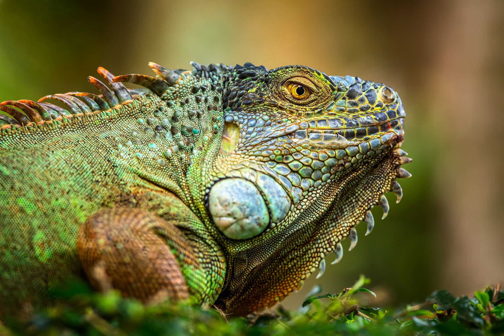 Iguana HD Wallpaper Background Image 2000x1333 ID