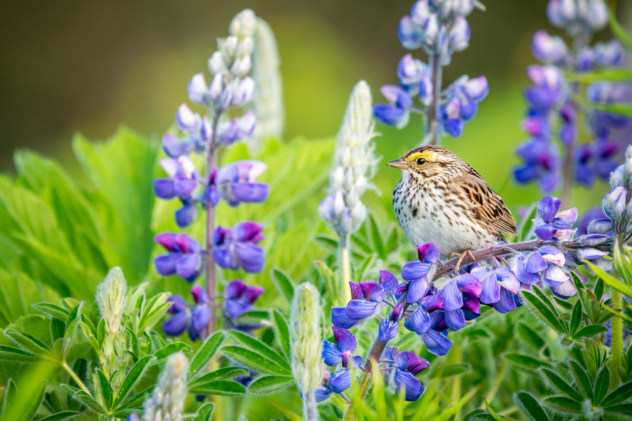 Download Lupine Flower Animal Bird HD Wallpaper
