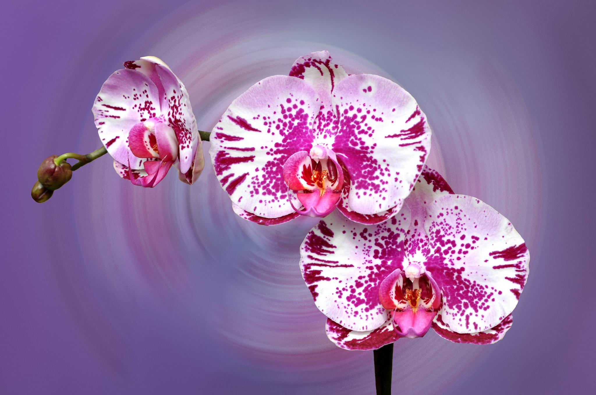 Download Nature Orchid HD Wallpaper
