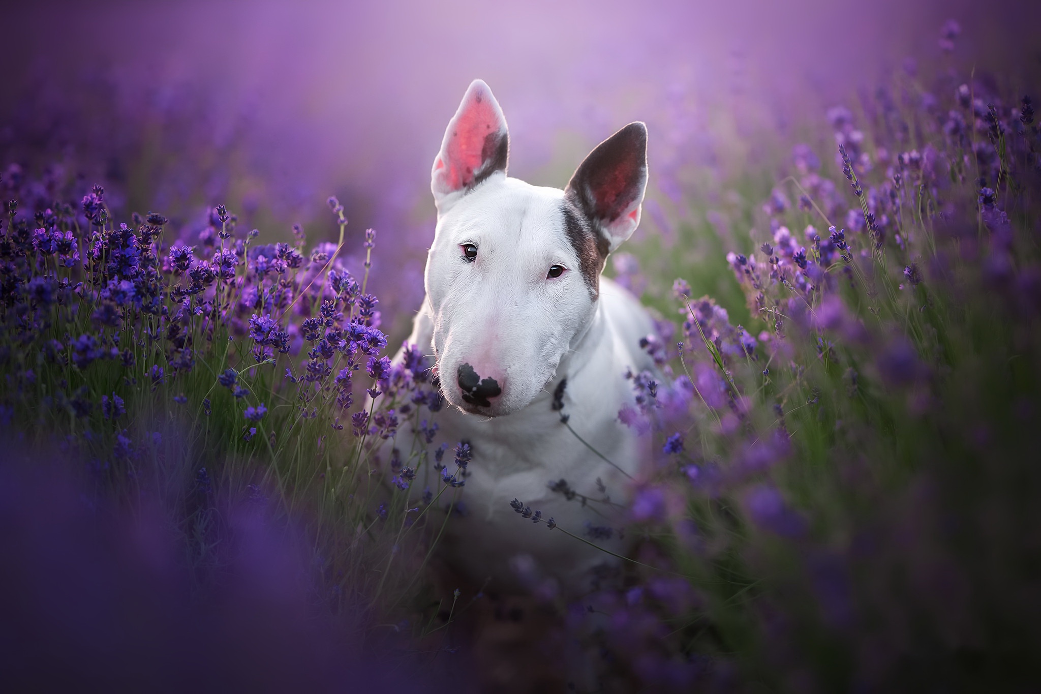 Download Purple Flower Dog Animal Bull Terrier HD Wallpaper