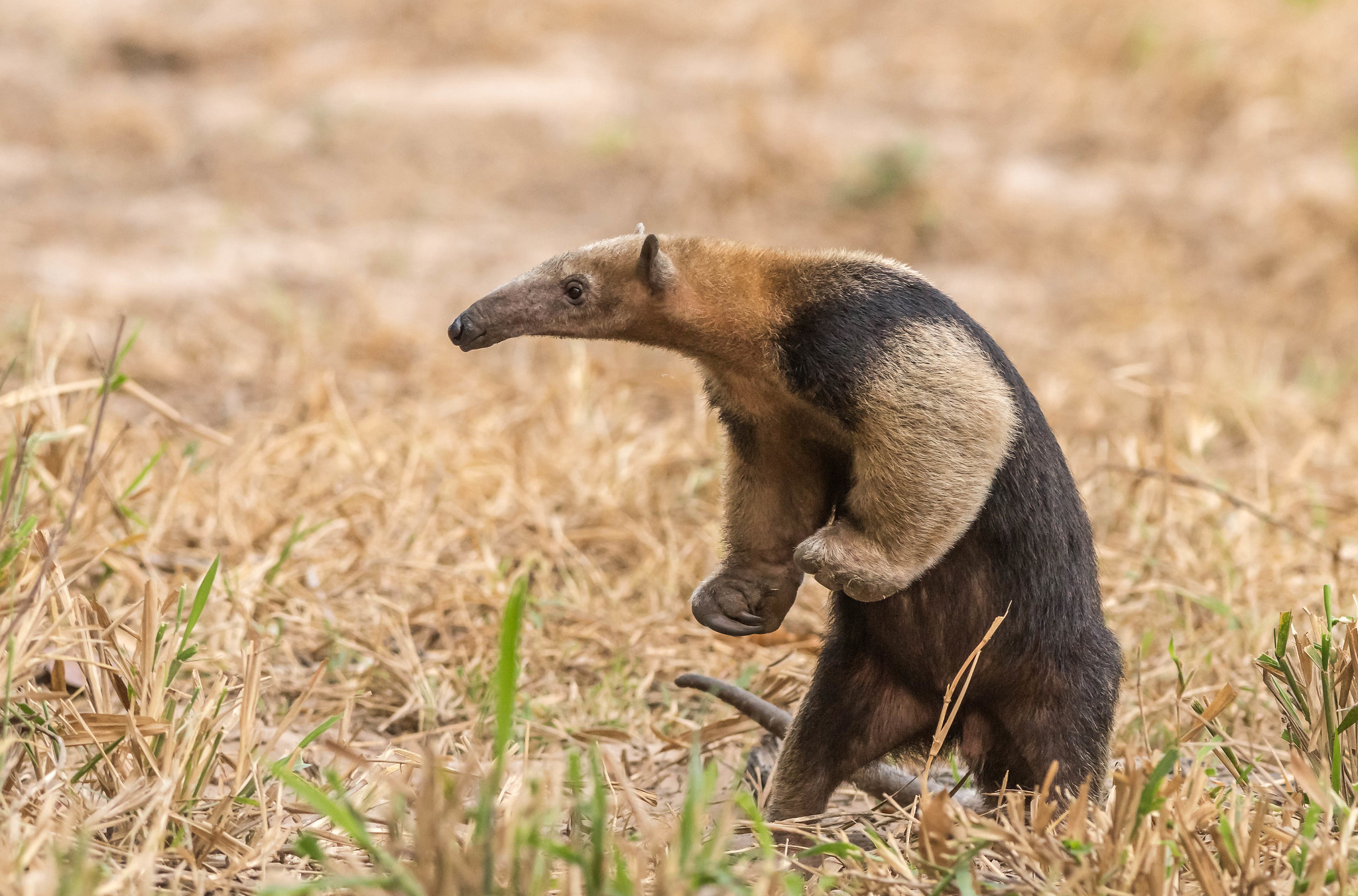 Download Vermilingua Animal Anteater HD Wallpaper