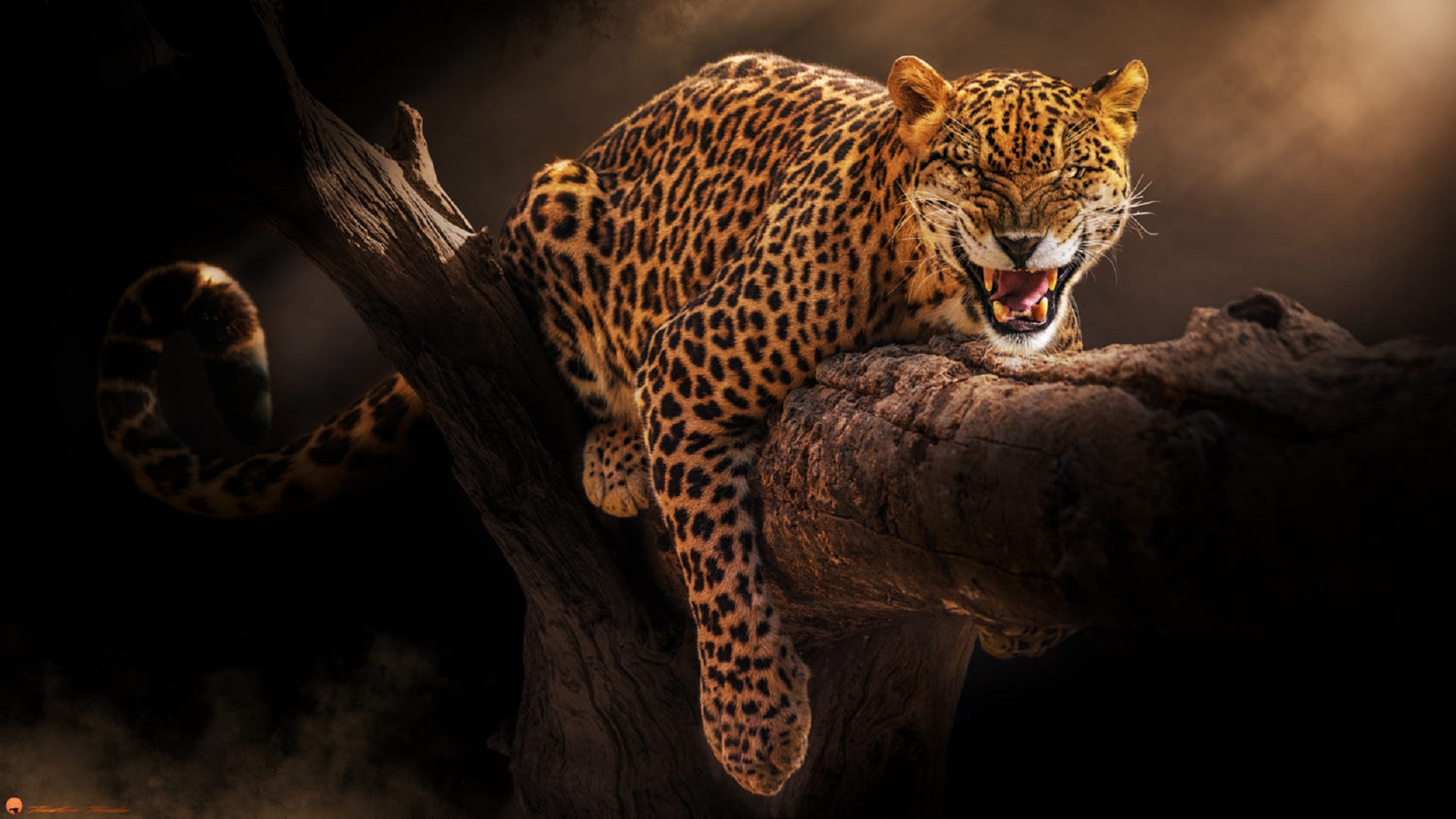 Download Leopard Animal Jaguar HD Wallpaper